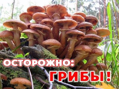Осторожно-грибы!