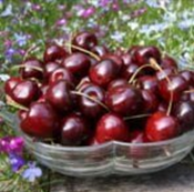 Рекомендации по выбору черешни