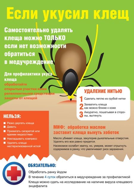 Если укусил клещ