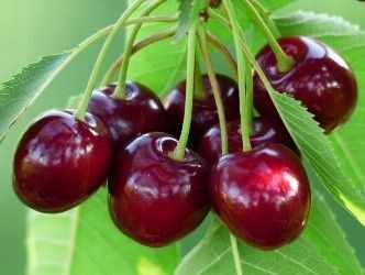 О выборе черешни