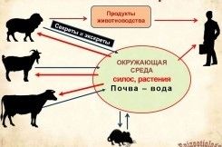 ОСТОРОЖНО ЛИСТЕРИОЗ!