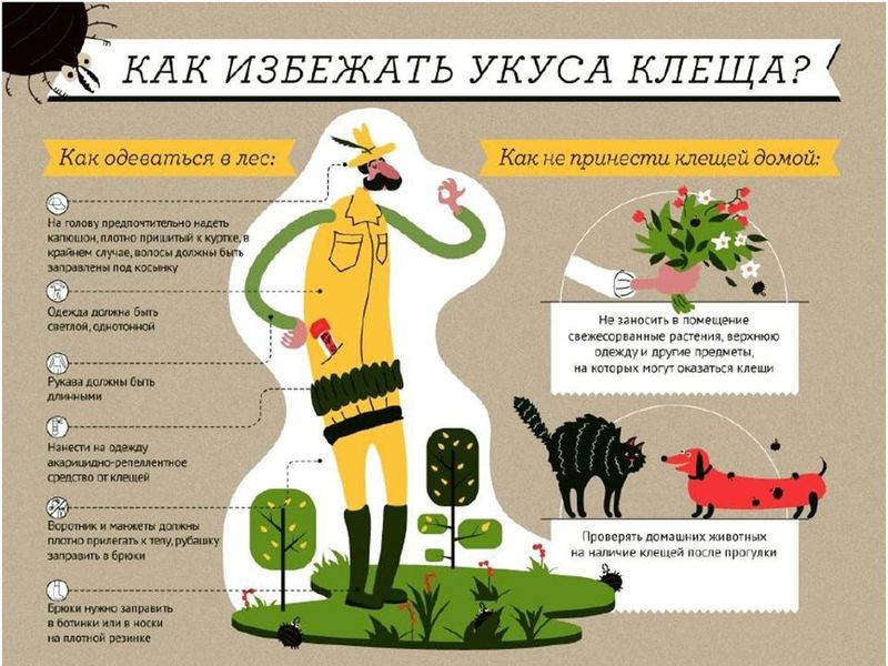 Как избежать укуса клеща?