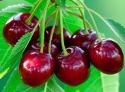 Рекомендации по выбору черешни