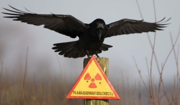 Международный день памяти жертв радиационных аварий и катастроф