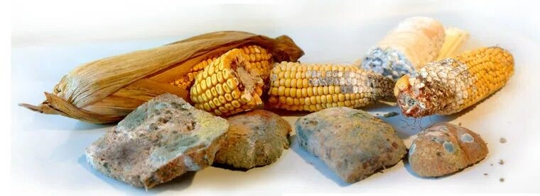 Что такое микотоксины и где они содержатся